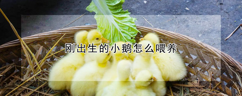 剛出生的小鵝怎么喂養(yǎng)