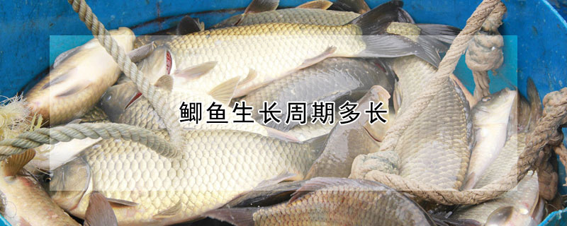 鯽魚生長(zhǎng)周期多長(zhǎng)