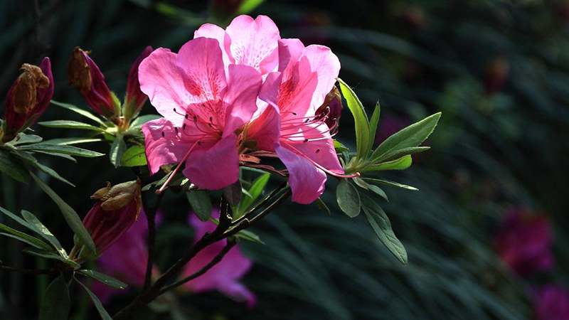 杜鵑花為什么不開花