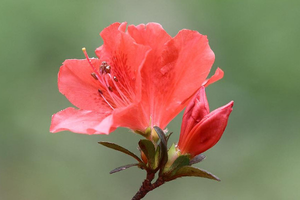 杜鵑花為什么不開花