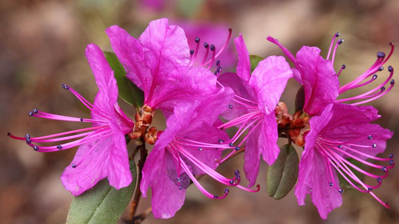 怎么養杜鵑花