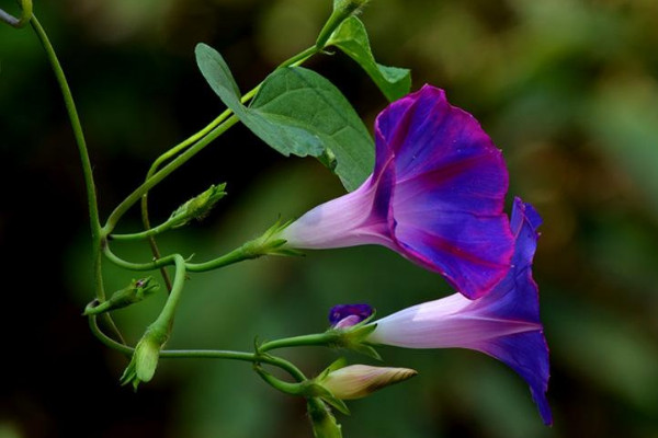 牽牛花花語