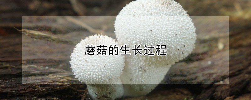 蘑菇的生長過程