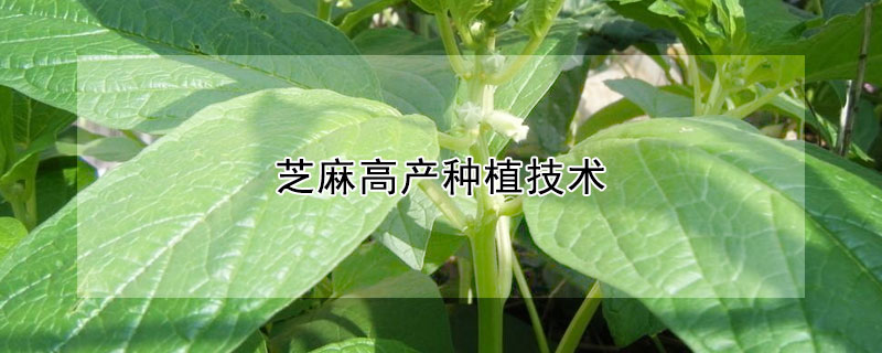 芝麻高產種植技術