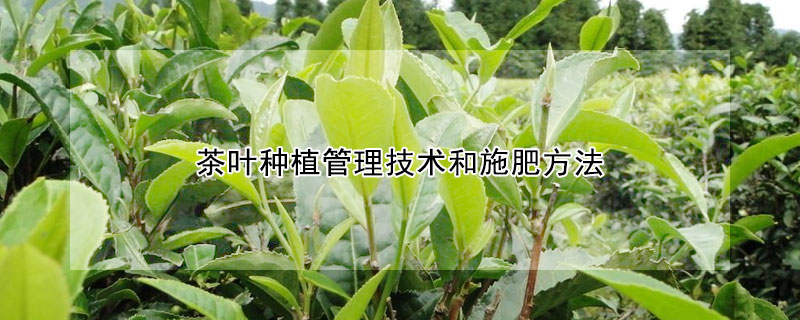 茶葉種植管理技術(shù)和施肥方法