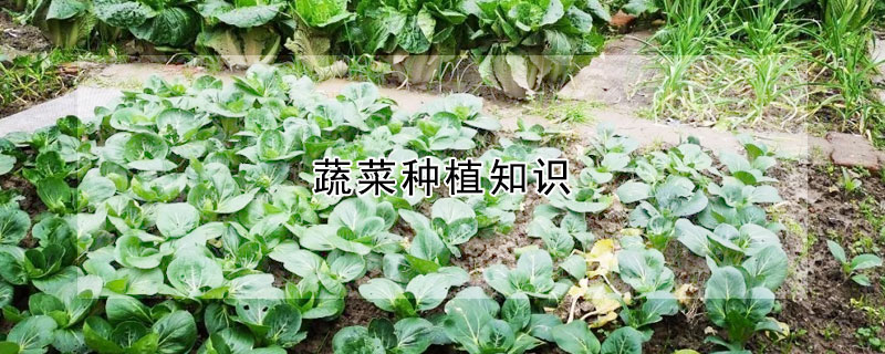 蔬菜種植知識