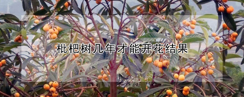 枇杷樹幾年才能開花結(jié)果