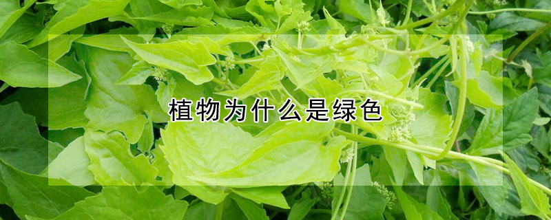 植物為什么是綠色