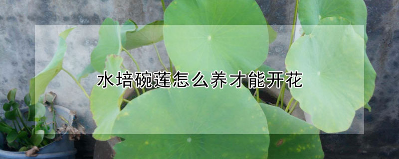 水培碗蓮怎么養才能開花