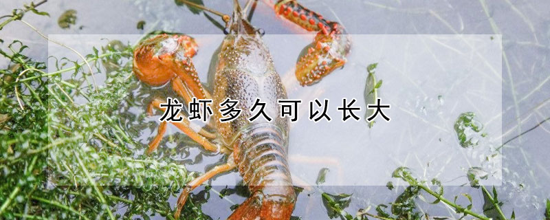 龍蝦多久可以長大