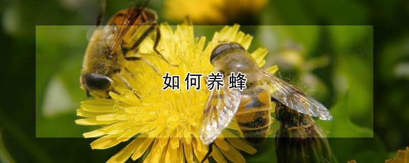 如何養蜂