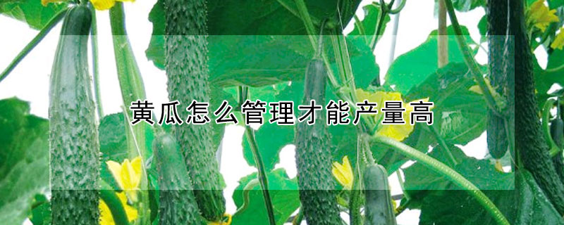 黃瓜怎么管理才能產(chǎn)量高