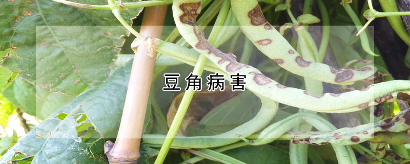 豆角病害