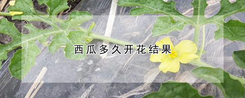 西瓜多久開花結(jié)果