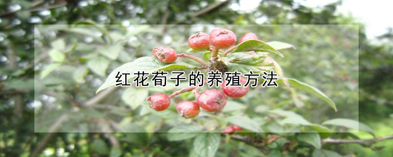 紅花荀子的養殖方法