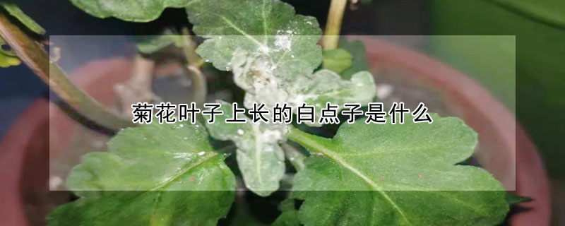 菊花葉子上長(zhǎng)的白點(diǎn)子是什么