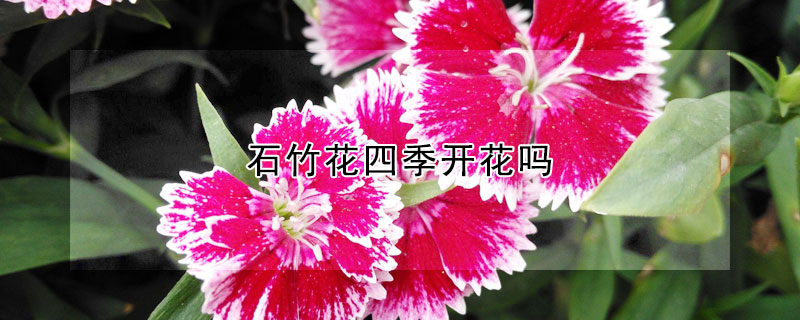 石竹花四季開(kāi)花嗎