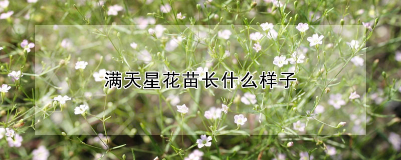 滿天星花苗長什么樣子