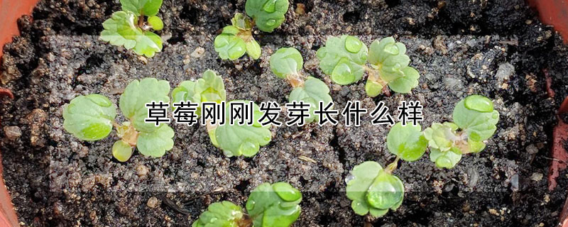 草莓剛剛發(fā)芽長什么樣