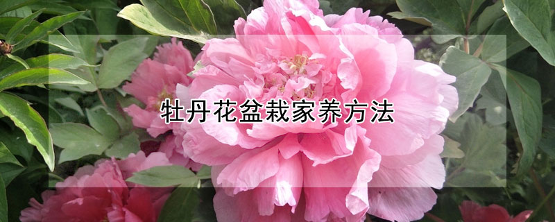 牡丹花盆栽家養(yǎng)方法