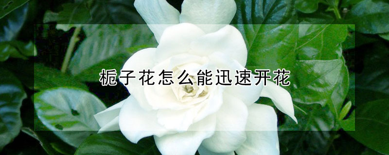 梔子花怎么能迅速開花