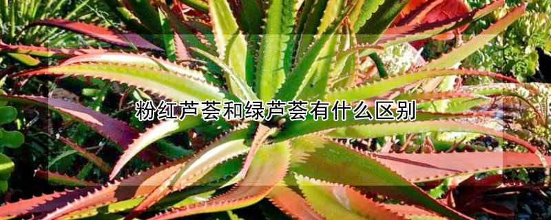 粉紅蘆薈和綠蘆薈有什么區別