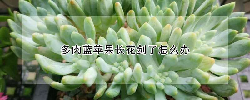 多肉藍蘋果長花劍了怎么辦