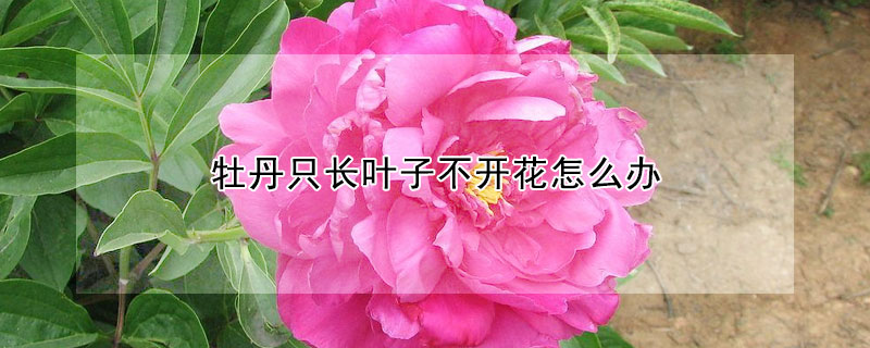 牡丹只長(zhǎng)葉子不開花怎么辦