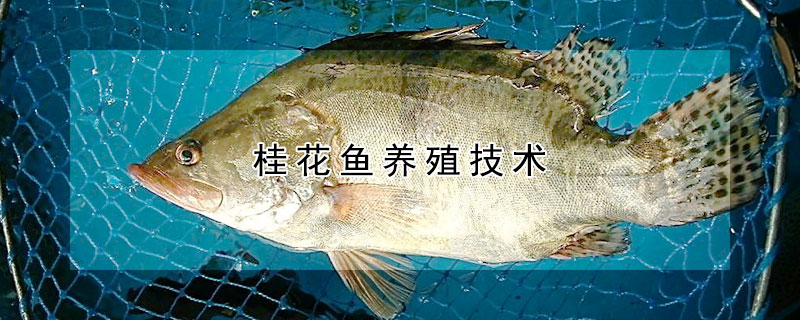 桂花魚養殖技術