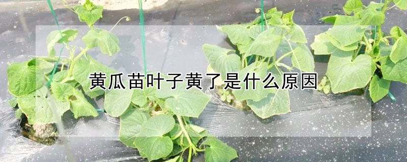 黃瓜苗葉子黃了是什么原因