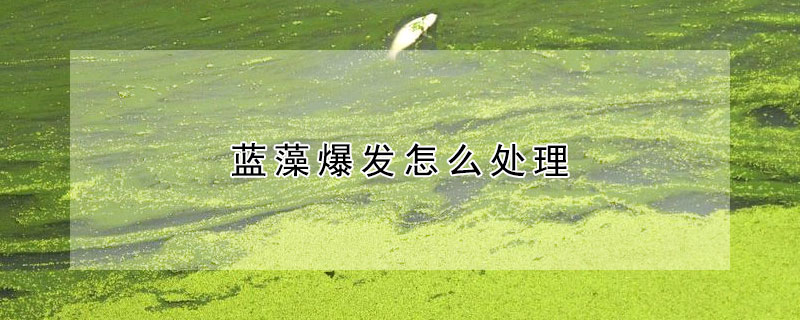 藍藻爆發怎么處理