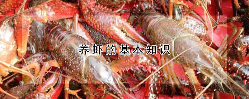 養(yǎng)蝦的基本知識