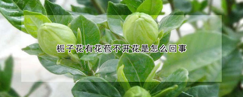 梔子花有花苞不開花是怎么回事