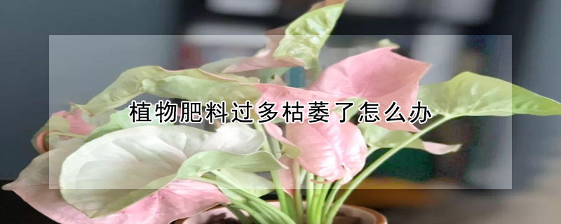 植物肥料過多枯萎了怎么辦