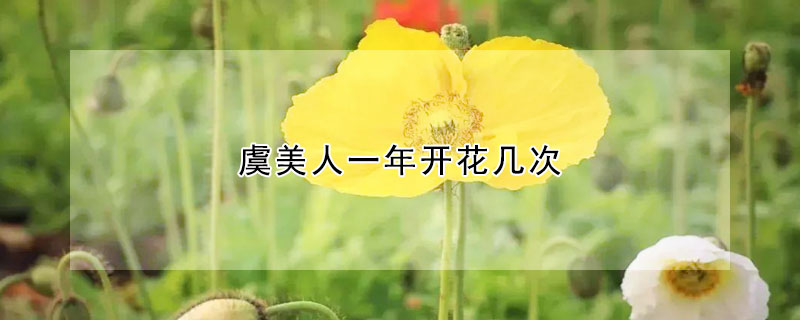 虞美人一年開花幾次