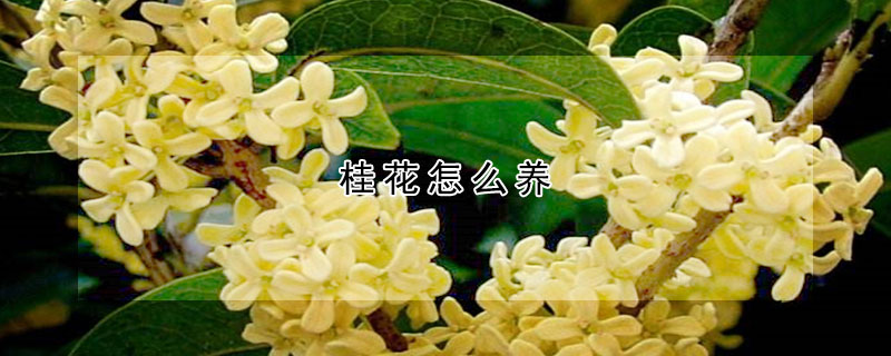 桂花怎么養(yǎng)