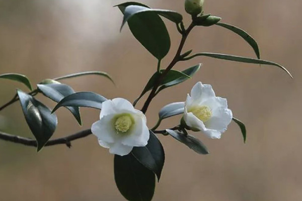 山茶花花語