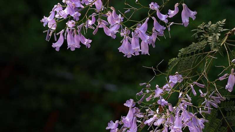 藍花楹花語