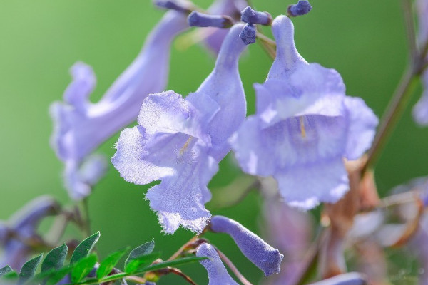 藍花楹花語