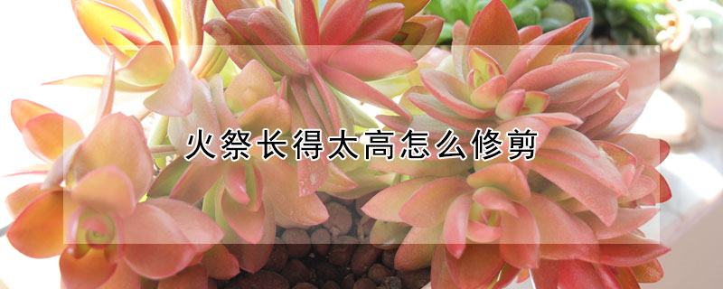 火祭長(zhǎng)得太高怎么修剪