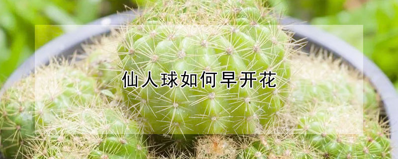 仙人球如何早開花