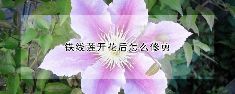 鐵線蓮開花后怎么修剪