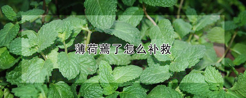 薄荷蔫了怎么補救