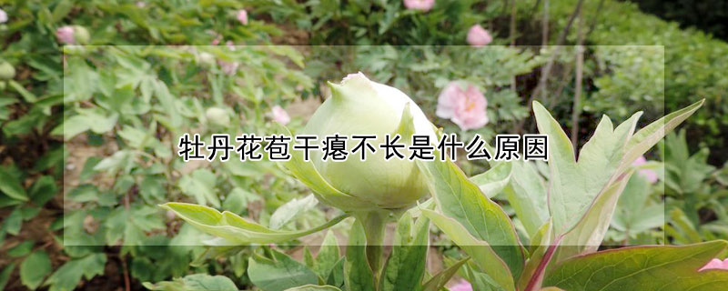 牡丹花苞干癟不長是什么原因