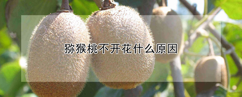 獼猴桃不開(kāi)花什么原因