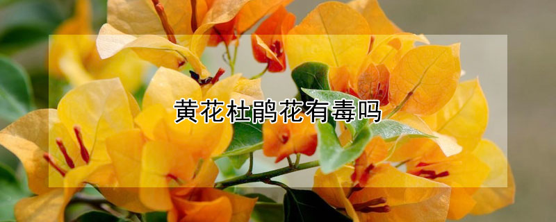 黃花杜鵑花有毒嗎