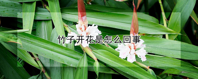 竹子開花是怎么回事