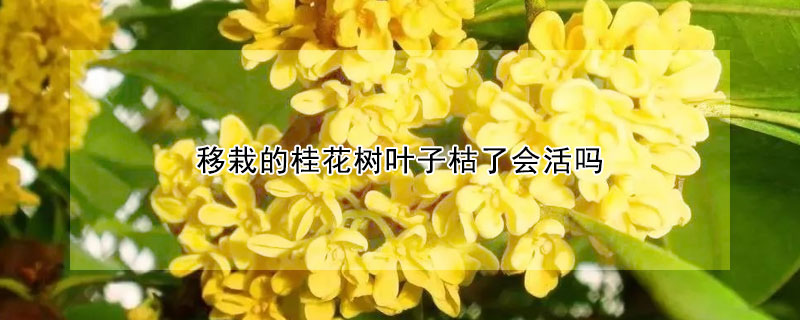 移栽的桂花樹(shù)葉子枯了會(huì)活嗎