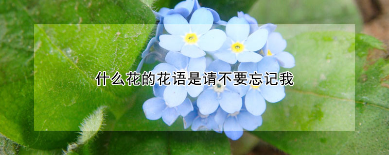 什么花的花語是請不要忘記我