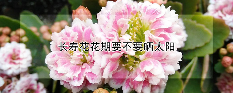 長(zhǎng)壽花花期要不要曬太陽(yáng)